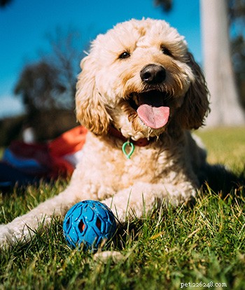 The Ultimate Goldendoodle Breed Guide: Traits, Care, and Tips
