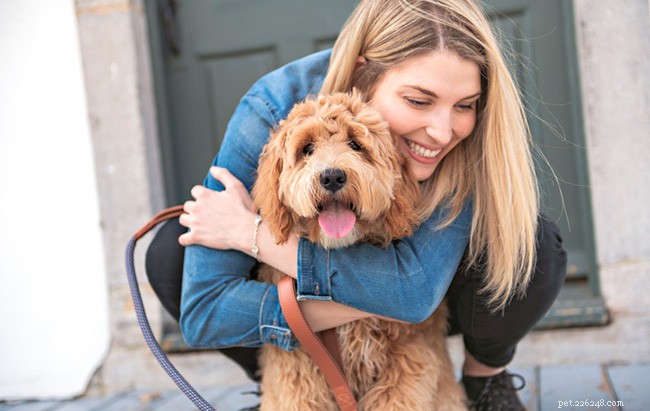 The Ultimate Goldendoodle Breed Guide: Traits, Care, and Tips