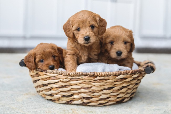 The Ultimate Goldendoodle Breed Guide: Traits, Care, and Tips