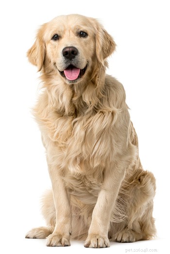 Golden Retriever Breed Guide: Traits, Care, and Family Compatibility