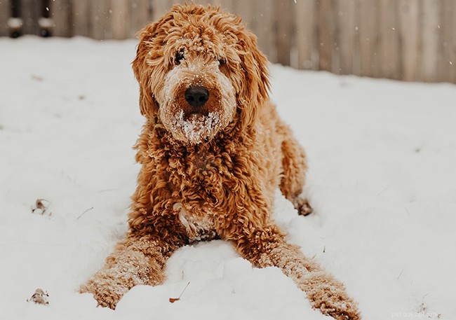 The Ultimate Goldendoodle Breed Guide: Traits, Care, and Tips