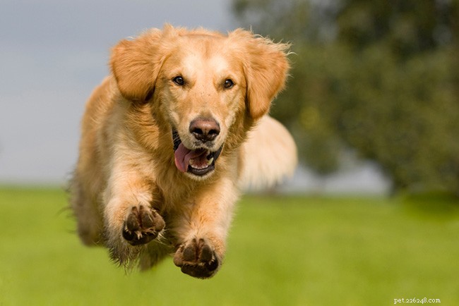 Golden Retriever Breed Guide: Traits, Care, and Family Compatibility