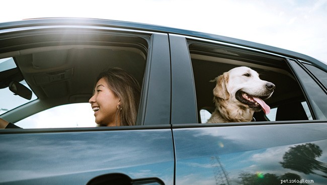 Golden Retriever Breed Guide: Traits, Care, and Family Compatibility