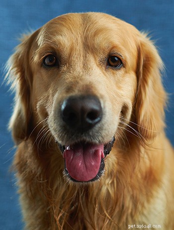 Golden Retriever Breed Guide: Traits, Care, and Family Compatibility