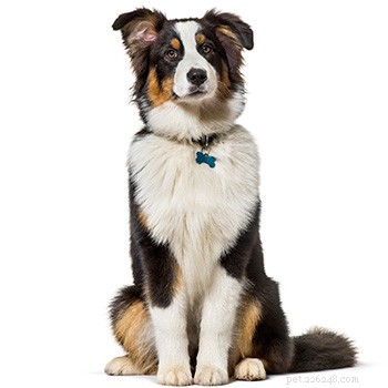 Australian Shepherd Breed Guide: Traits, Care, and Family Compatibility