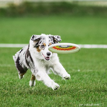 Australian Shepherd Breed Guide: Traits, Care, and Family Compatibility