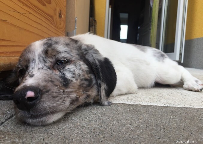 Borador Dogs: Traits, Temperament, and Care Guide