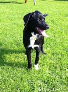 Borador Dogs: Traits, Temperament, and Care Guide
