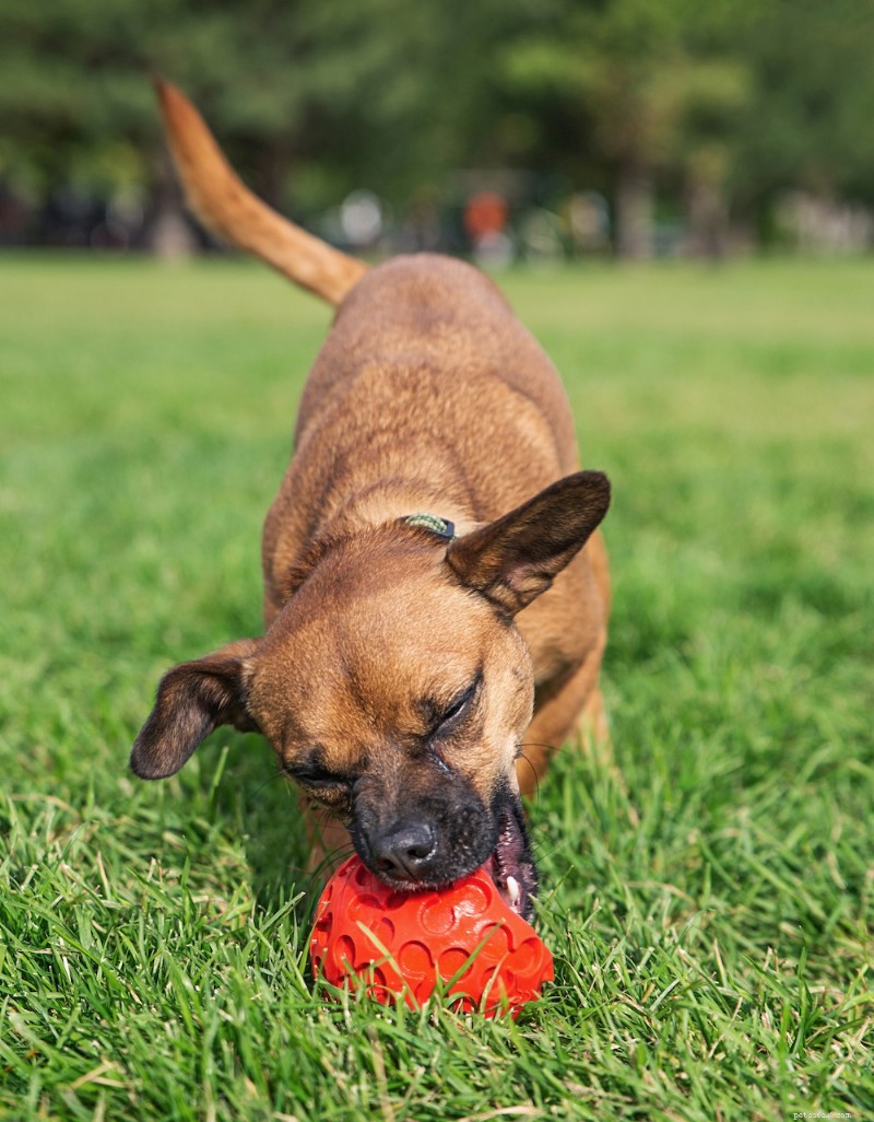 Chiweenie Dogs: Traits, Care, and Why They re Perfect for City Apartments