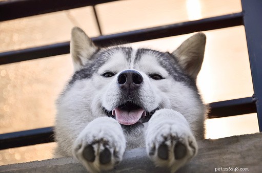 Everything You Need to Know About Siberian Huskies: Traits, History, and Care