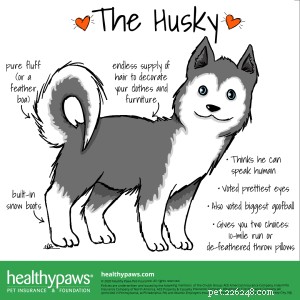 Everything You Need to Know About Siberian Huskies: Traits, History, and Care