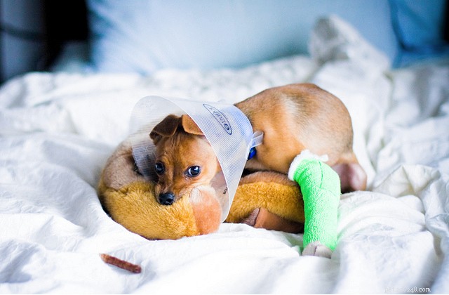 Health Concerns Common in Teacup Dogs: What Owners Need to Know