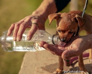 Health Concerns Common in Teacup Dogs: What Owners Need to Know