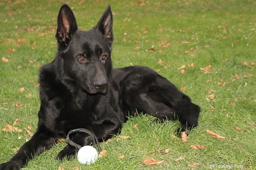 13 Best Dog Breeds for Quick, Easy Training