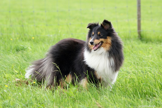 13 Best Dog Breeds for Quick, Easy Training
