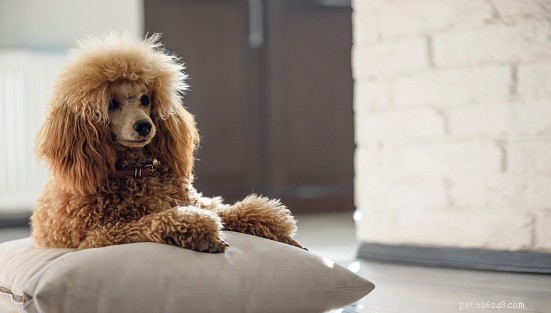 13 Best Dog Breeds for Quick, Easy Training