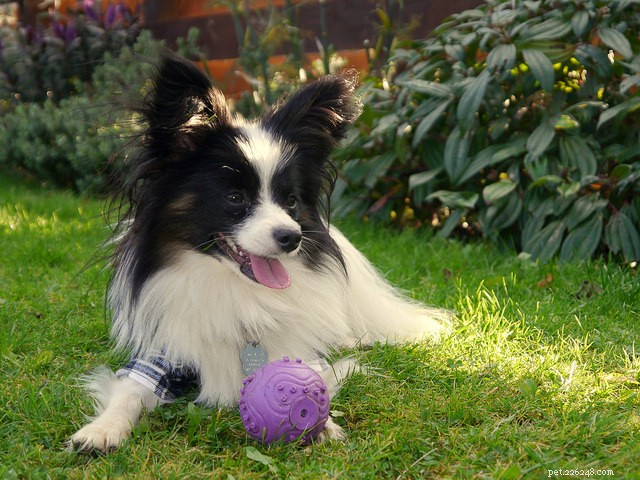 13 Best Dog Breeds for Quick, Easy Training