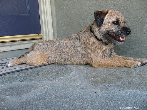 13 Best Dog Breeds for Quick, Easy Training