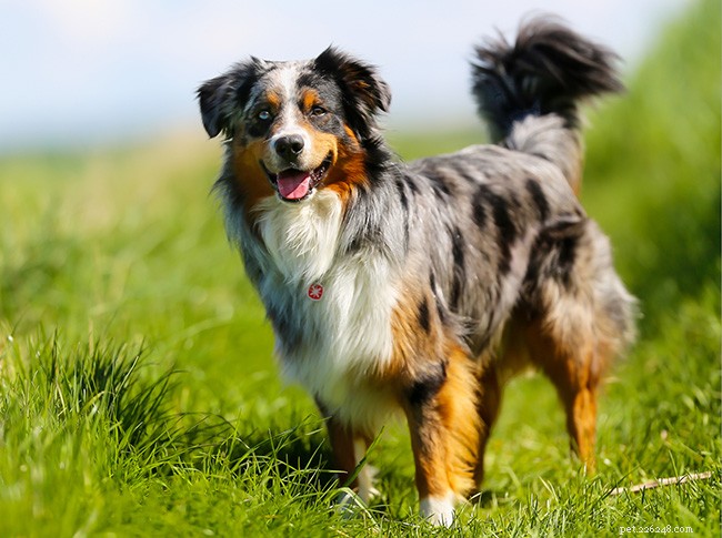 13 Best Dog Breeds for Quick, Easy Training