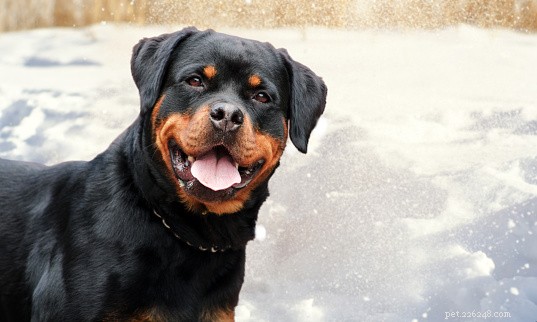 13 Best Dog Breeds for Quick, Easy Training