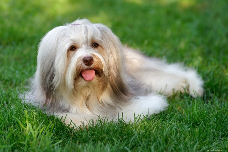 13 Best Dog Breeds for Quick, Easy Training