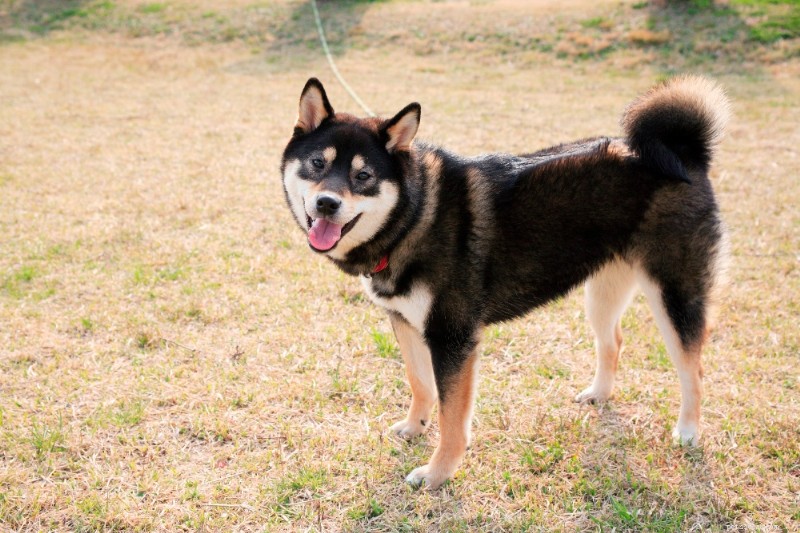 Shiba Inu Breed Guide – Traits, Care, and Lifestyle Compatibility