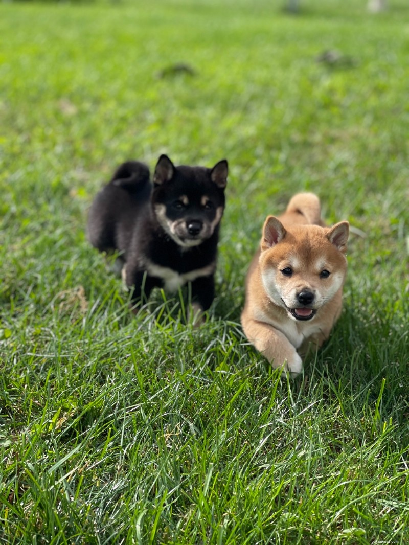 Shiba Inu Breed Guide – Traits, Care, and Lifestyle Compatibility