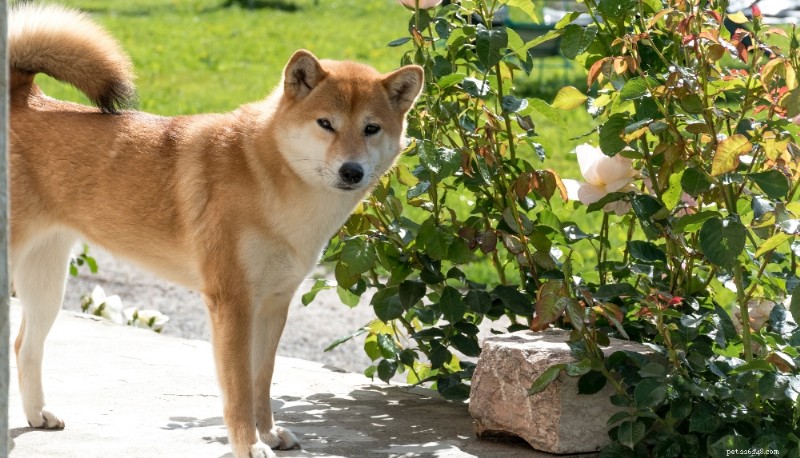 Shiba Inu Breed Guide – Traits, Care, and Lifestyle Compatibility