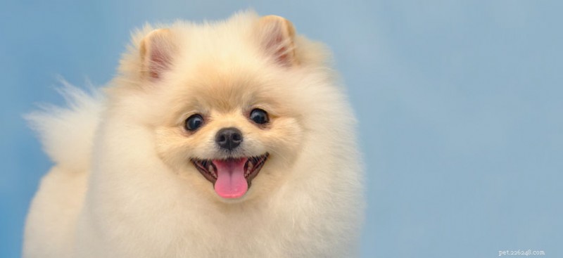 Pomeranian Breed Guide: Traits, Care & Personality