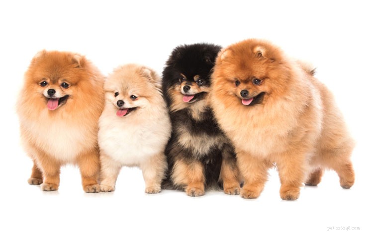 Pomeranian Breed Guide: Traits, Care & Personality