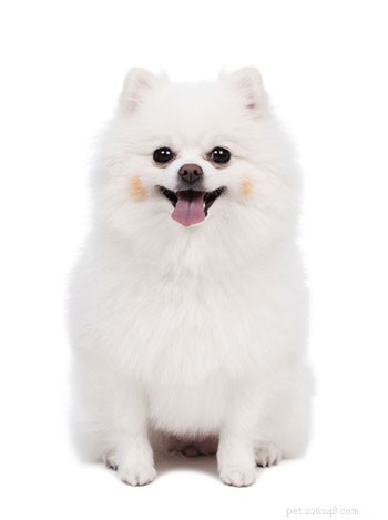 Pomeranian Breed Guide: Traits, Care & Personality