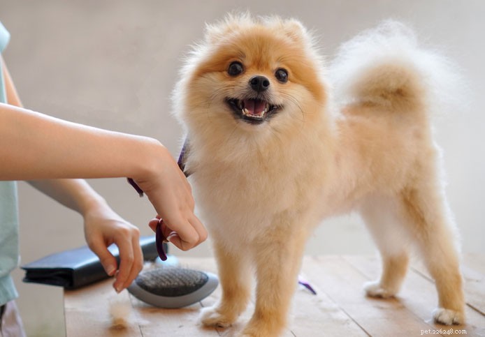 Pomeranian Breed Guide: Traits, Care & Personality