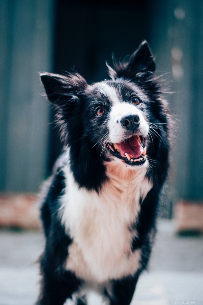 Border Collie Breed Guide: Traits, Training, and Care Tips