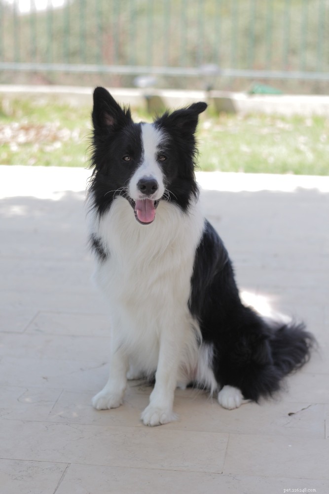 Border Collie Breed Guide: Traits, Training, and Care Tips
