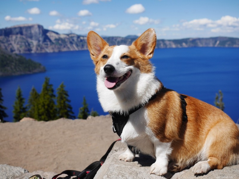 Corgi Breed Guide: Pembroke & Cardigan Explained