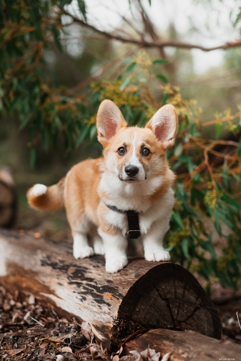 Corgi Breed Guide: Pembroke & Cardigan Explained