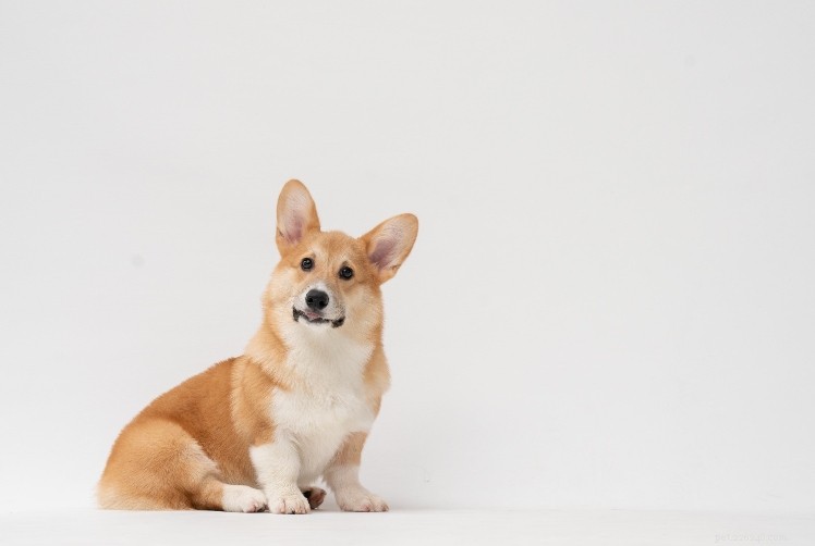 Corgi Breed Guide: Pembroke & Cardigan Explained