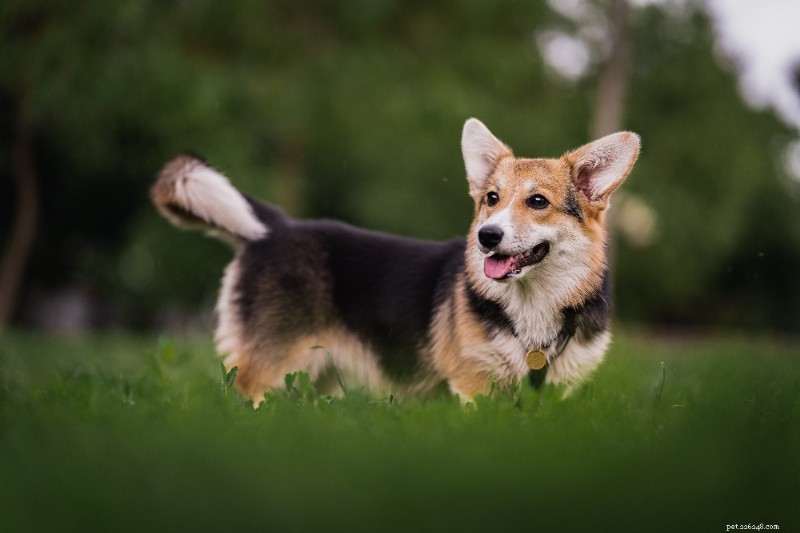 Corgi Breed Guide: Pembroke & Cardigan Explained