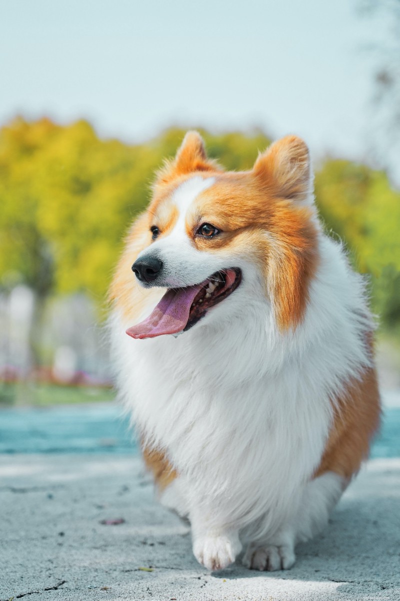Corgi Breed Guide: Pembroke & Cardigan Explained