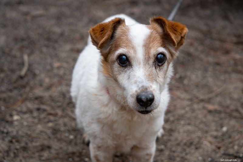Jack Russell Terrier: The Ultimate Breed Guide