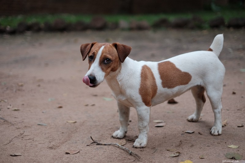 Jack Russell Terrier: The Ultimate Breed Guide