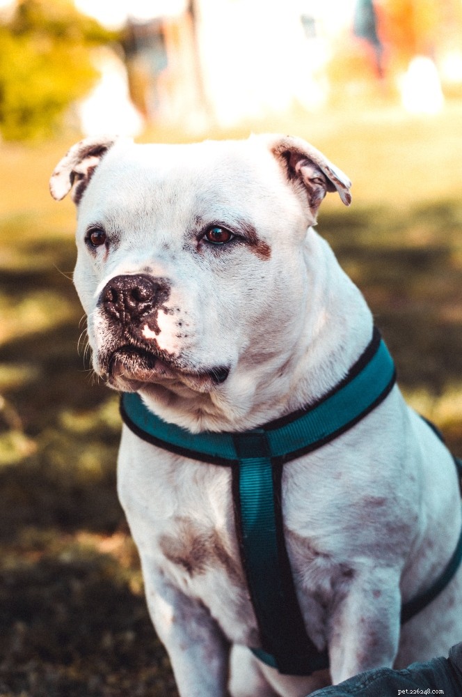 Terrier Mixes: A Comprehensive Breed Guide