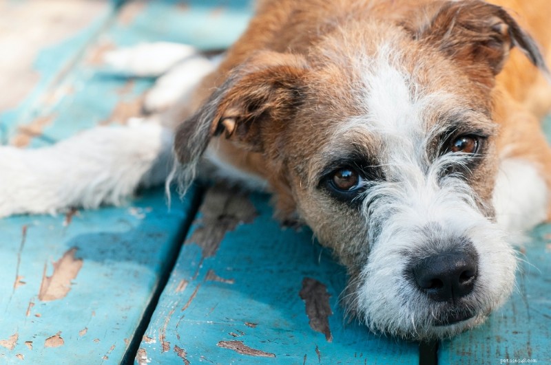 Terrier Mixes: A Comprehensive Breed Guide