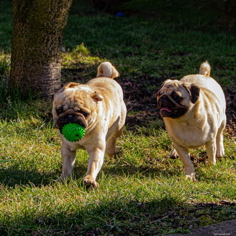 Top 9 Dog Breeds Ideal for First‑Time Owners – Choose Wisely