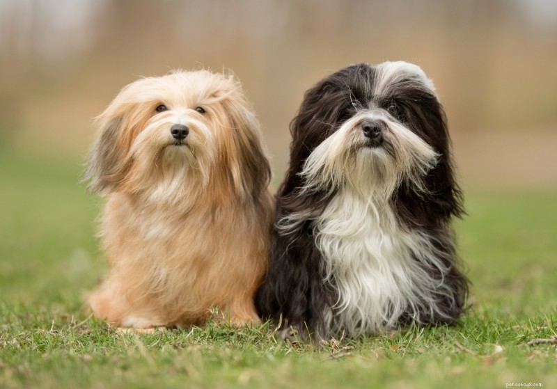 Havanese Dogs: A Comprehensive Breed Guide