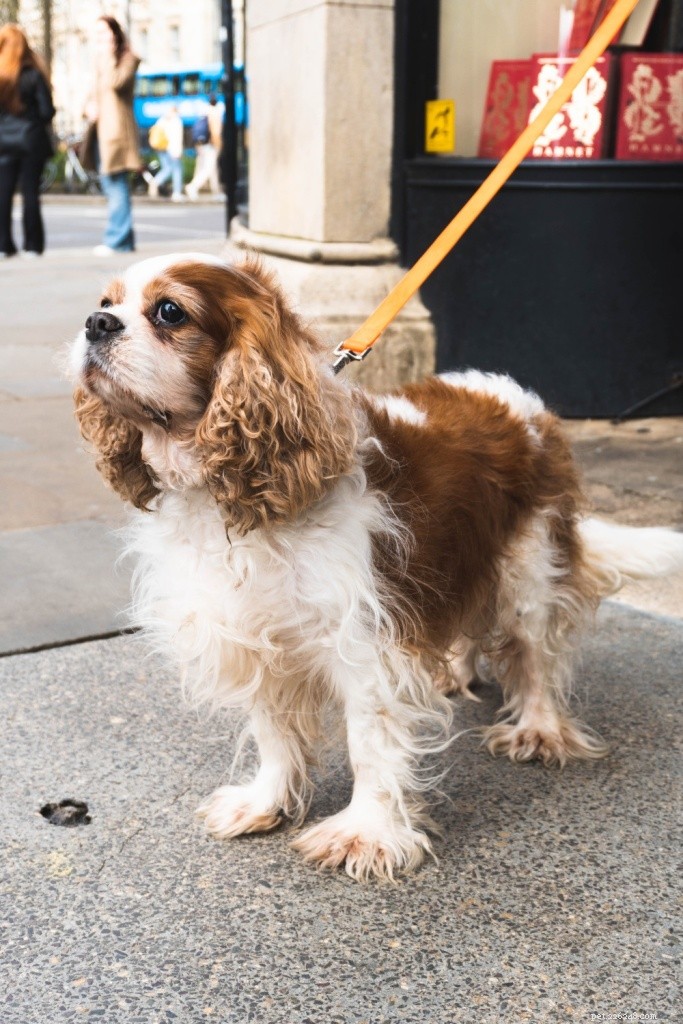 Top 9 Dog Breeds Ideal for First‑Time Owners – Choose Wisely