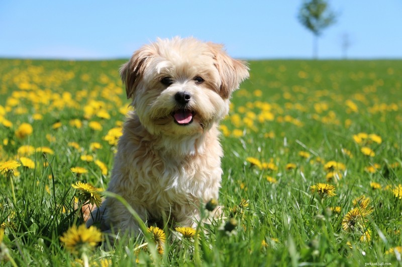 Havanese Dogs: A Comprehensive Breed Guide