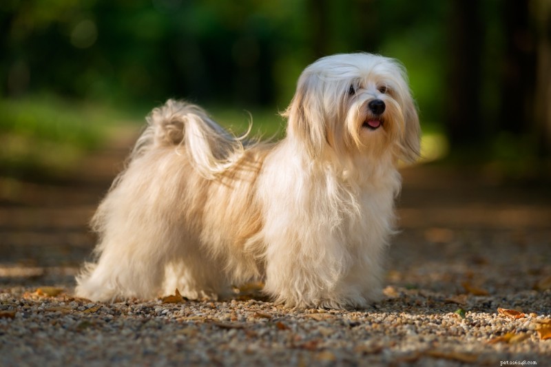 Havanese Dogs: A Comprehensive Breed Guide