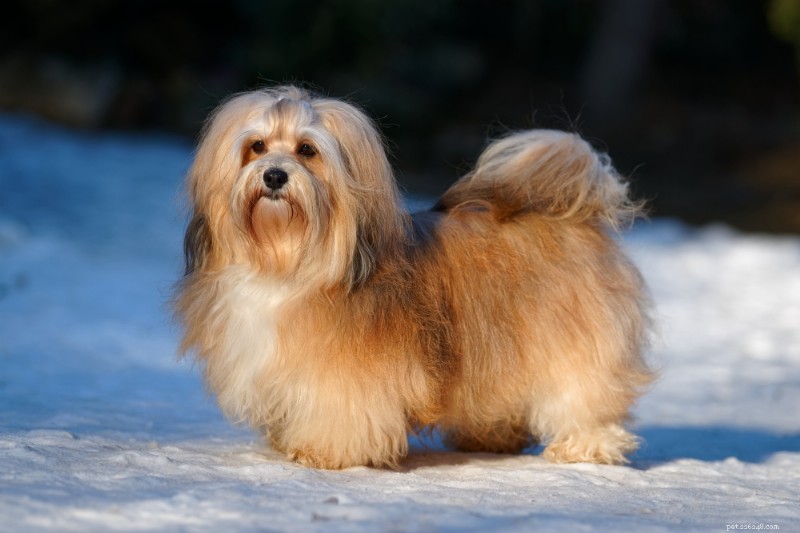 Havanese Dogs: A Comprehensive Breed Guide