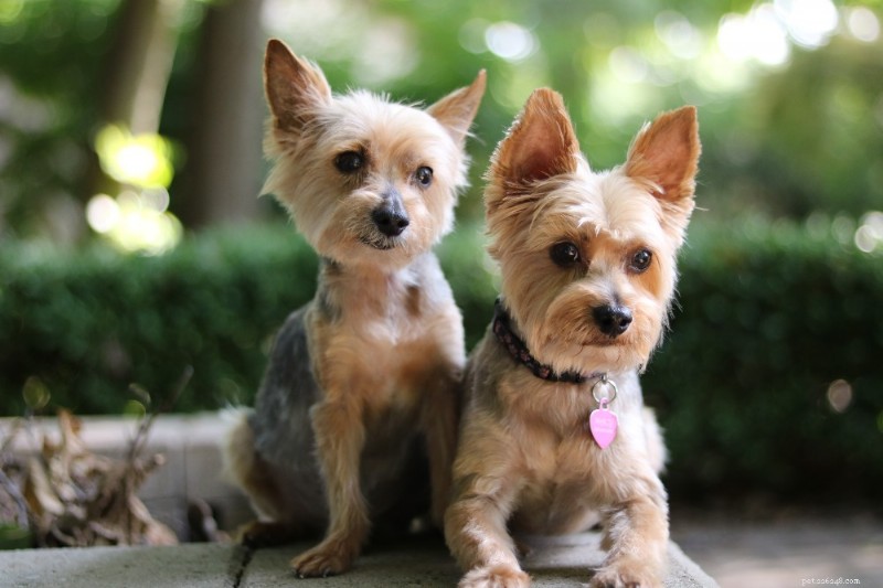 Yorkshire Terrier Breed Guide: Traits, Care, and Companionship